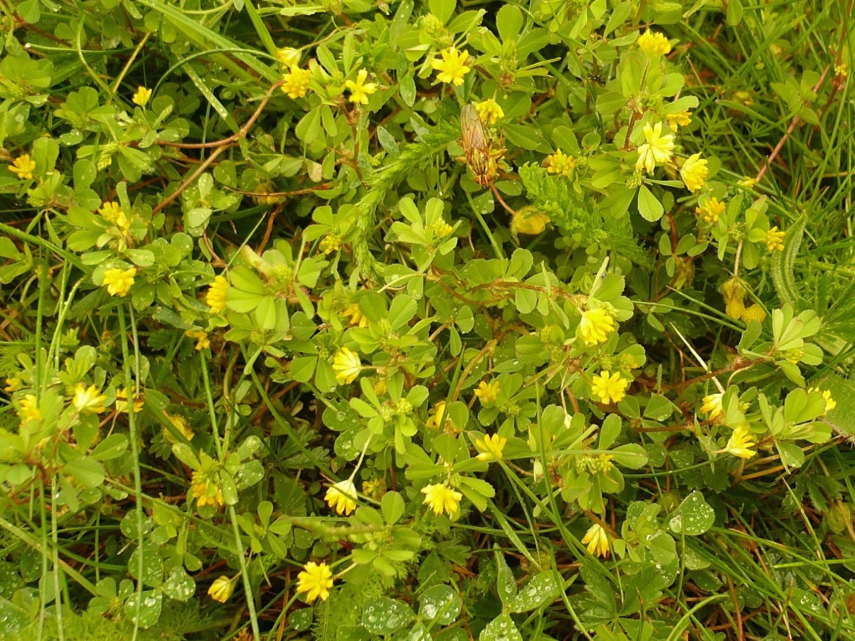 Trifolium dubium (Fabaceae)